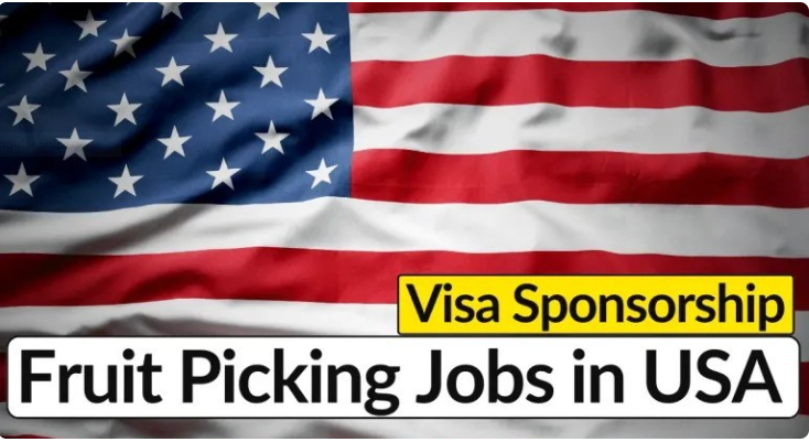Fruit Picking Jobs in the USA with Visa Sponsorship 1 Fruit Picking Jobs in the USA with Visa Sponsorship 1